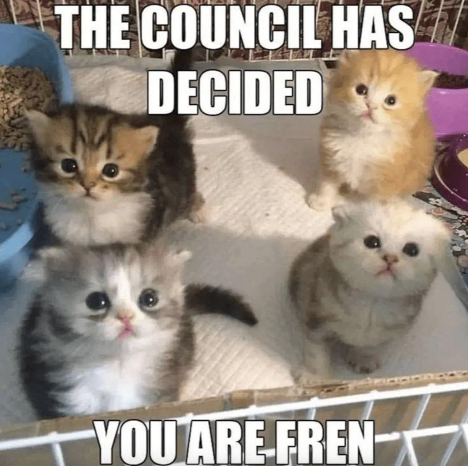 cat council has decided - The Council Has Decided You Are Fren